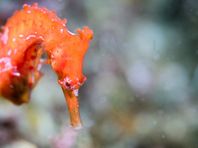 タツノオトシゴ