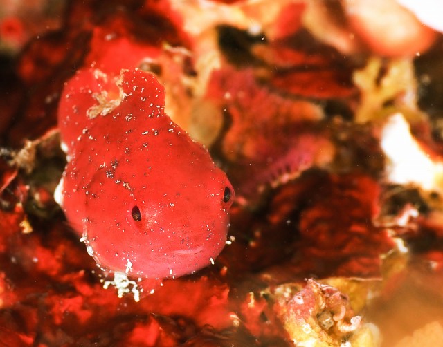 ダンゴウオだんご