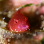 2023年5月27日ダンゴナイトリサーチ