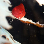 2023年5月20日ファンダイブツアー