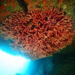 2023年10月31日アサグリリサーチダイブ