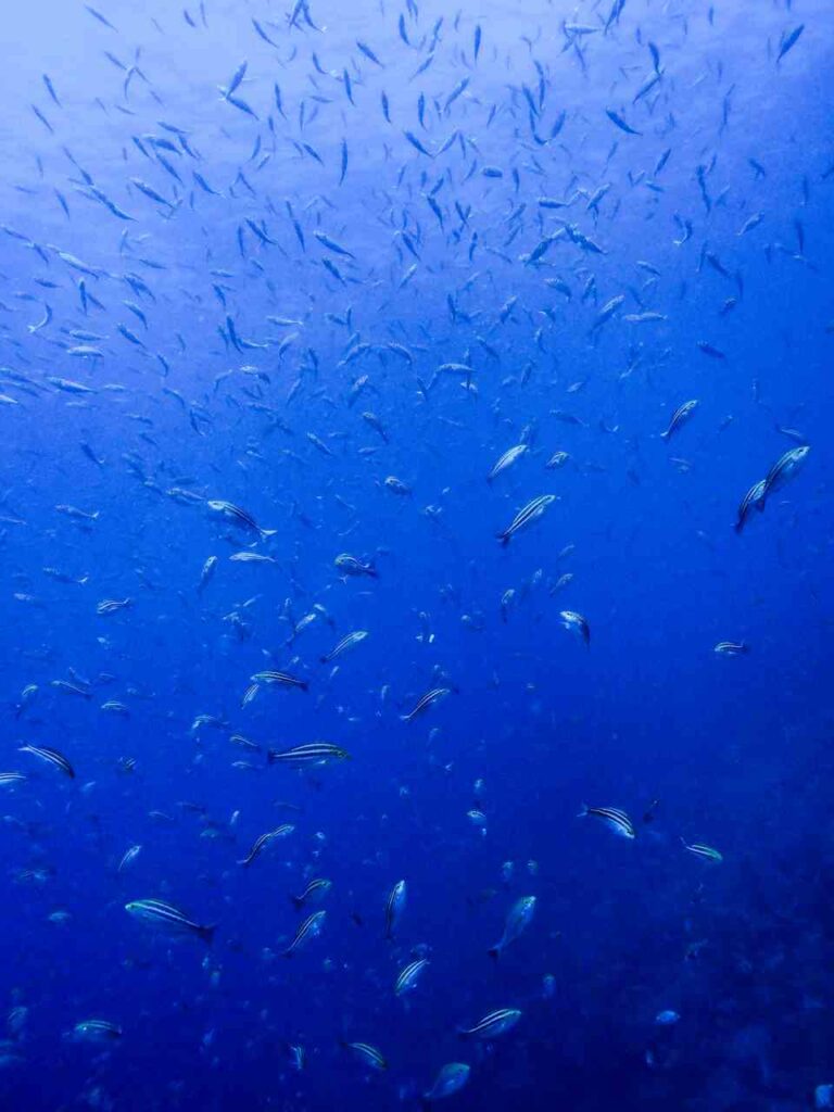 イサキの群れ