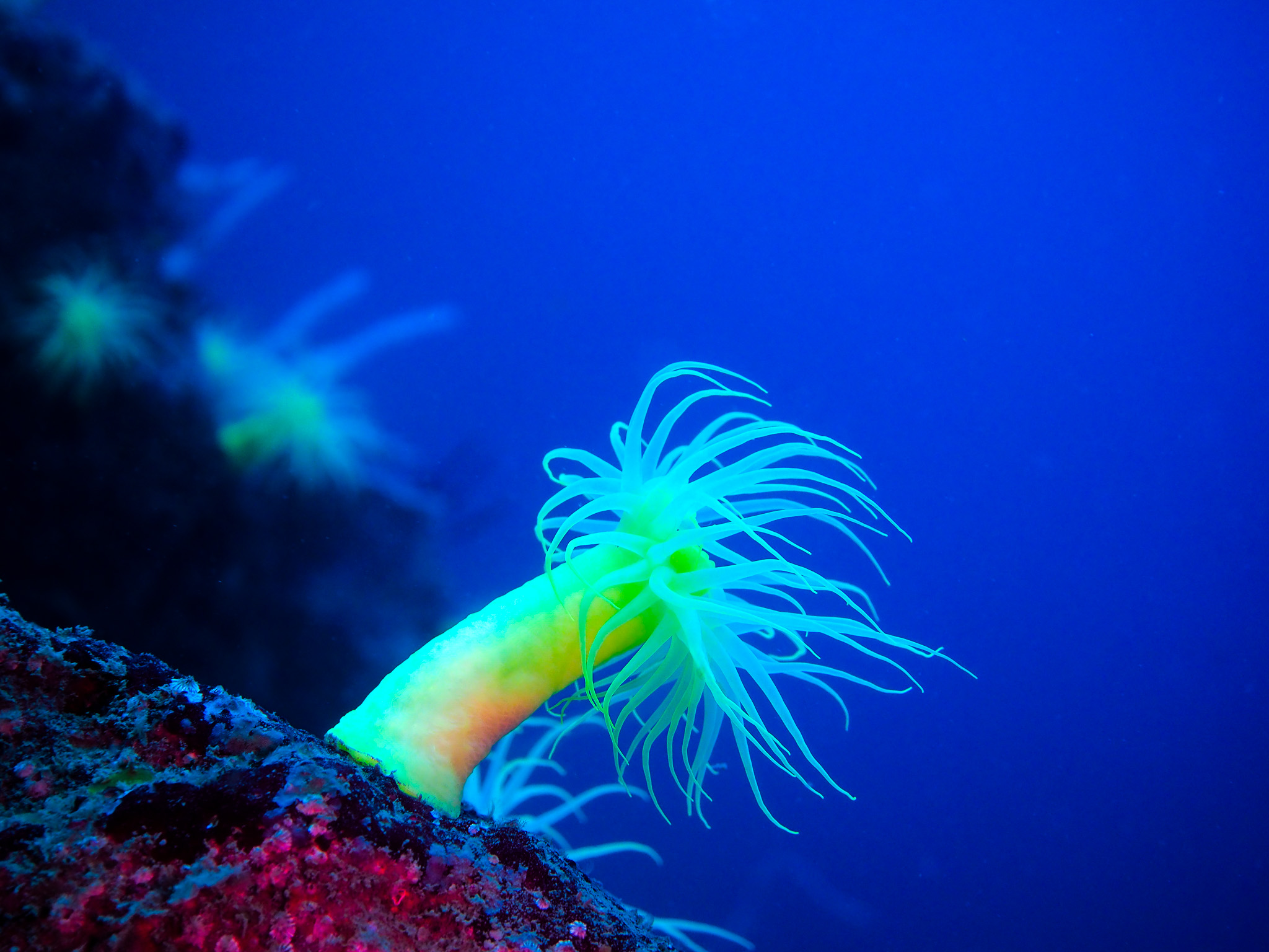 オオカワリキンチャク