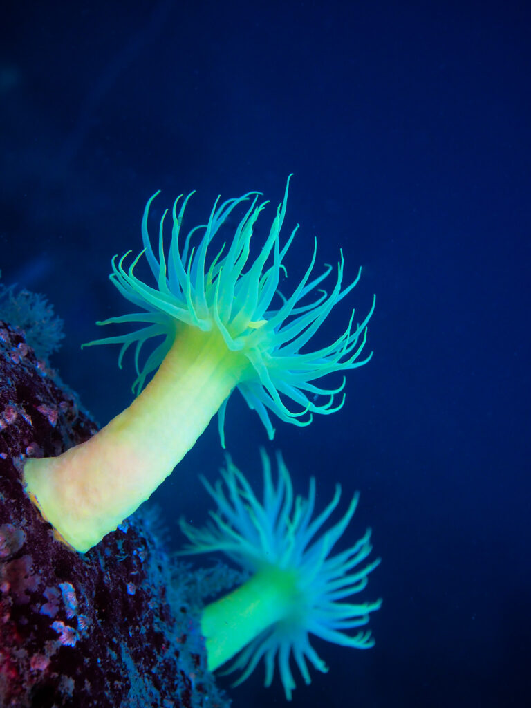 オオカワリキンチャク