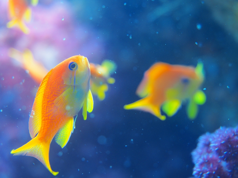 キンギョハナダイ