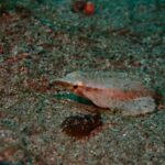 2024年3月18日須江リサーチダイブ