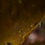 2024年4月3日音海リサーチダイブ