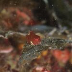 2024年4月28日音海リサーチダイブ