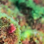 2025年特別営業期間のお知らせ