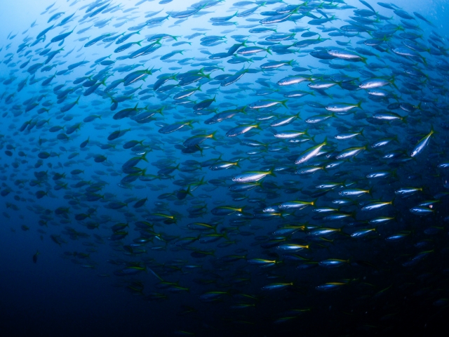 イサキの群れ