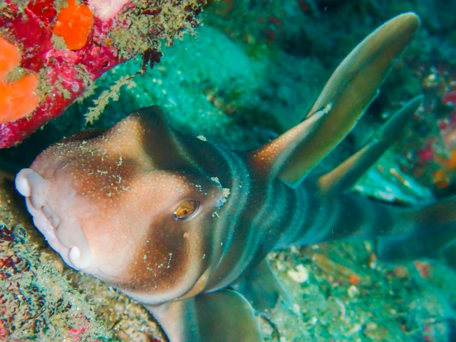 須江で見られるネコザメ