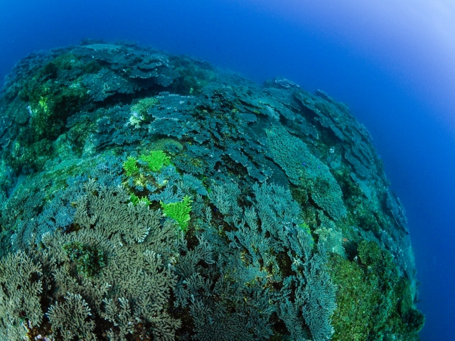 串本の海のテーブルサンゴ群