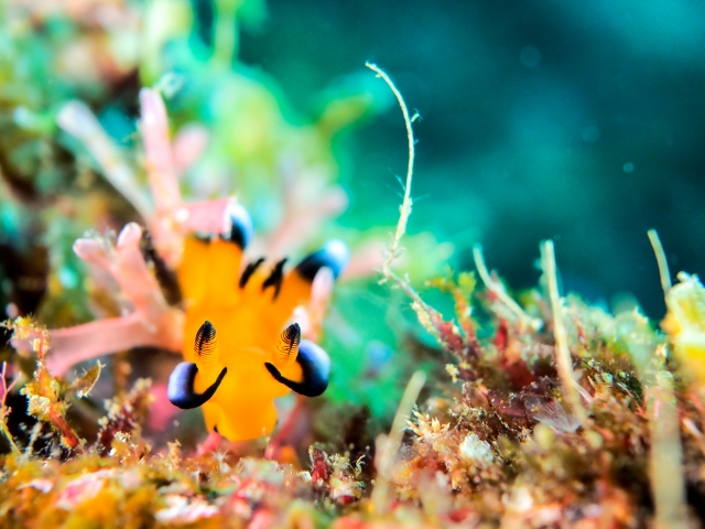 串本の海のウデフリツノザヤウミウシ