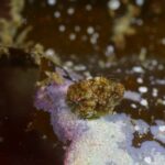 2025年5月5日音海リサーチダイブ