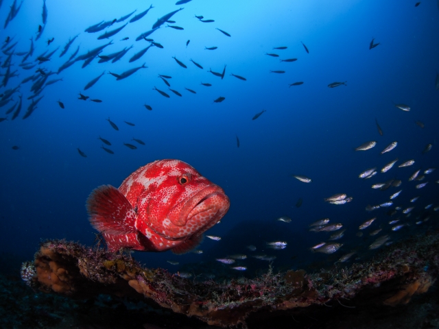 串本の海のアザハタ