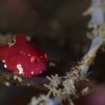 2025年6月7日音海リサーチダイブ