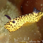 2025年6月14日ダイビングログ