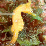 2025年7月19日ダイビングログ