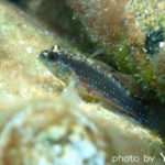 2025年8月2日ダイビングログ