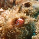 2025年8月28日ダイビングログ