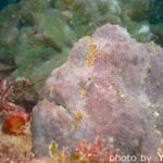 2025年9月14日ダイビングログ