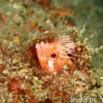 2025年9月27日ダイビングログ