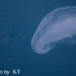 2025年8月30日ダイビングログ