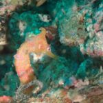 2025年10月5日ダイビングログ