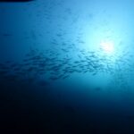 2025年11月8日ダイビングログ