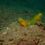 2025年11月8日須江リサーチダイブ