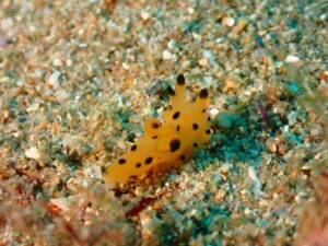 2025年12月30日ダイビングログ