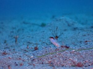 2026年1月27日須江フォトセミナー