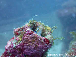 2026年1月30日ダイビングログ