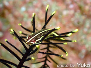 2026年2月21日ダイビングログ